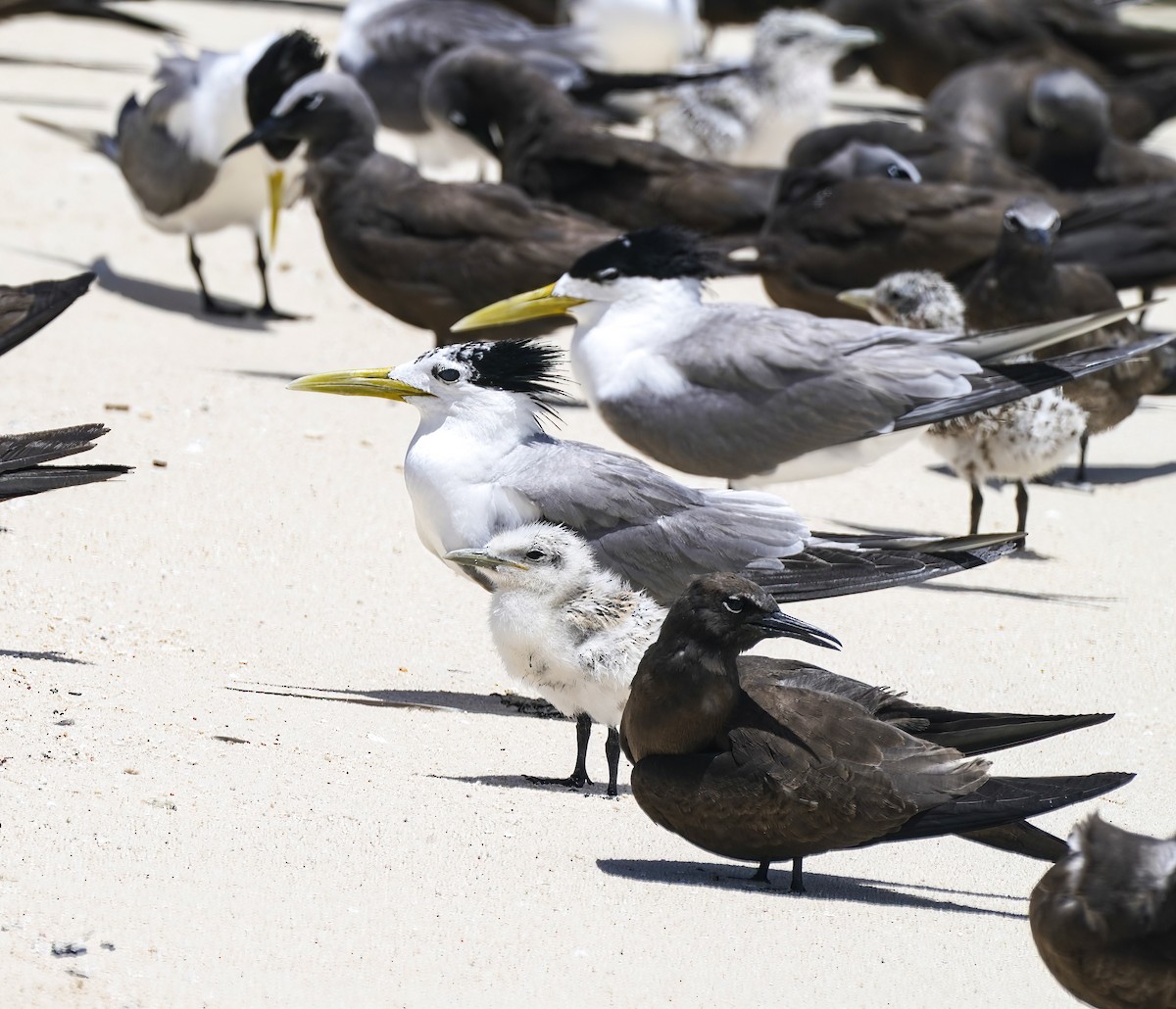Great Crested Tern - ML645701806