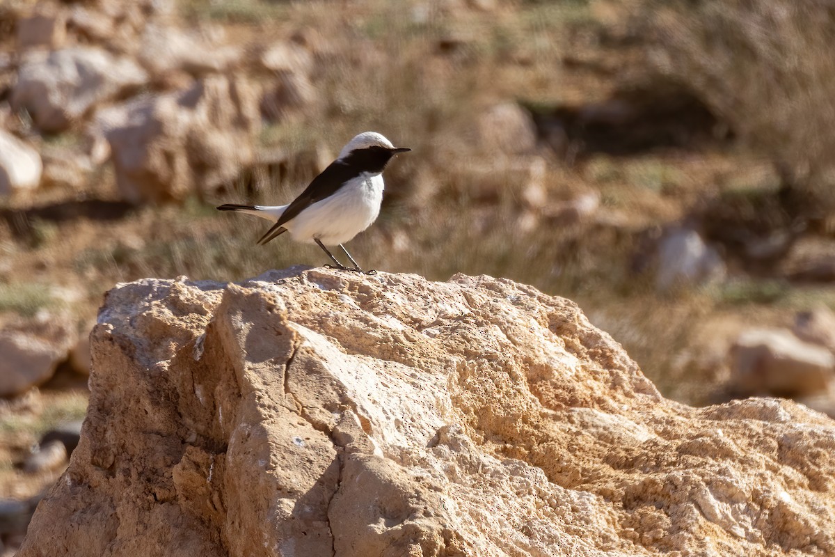 Mourning Wheatear (Maghreb) - ML645701814
