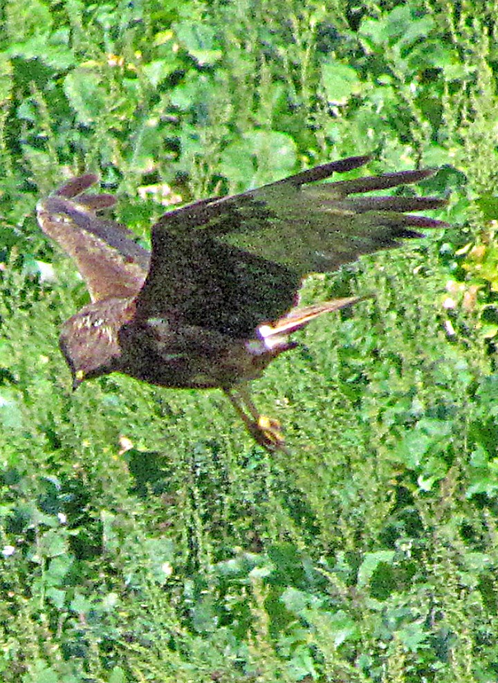 Swamp Harrier - ML645701815