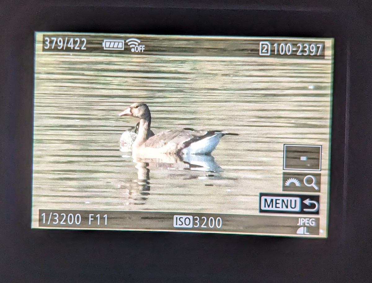 Greater White-fronted Goose - ML645701818