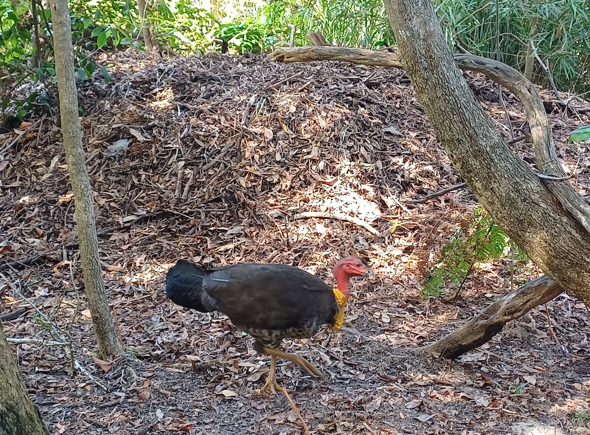 Australian Brushturkey - ML645701819
