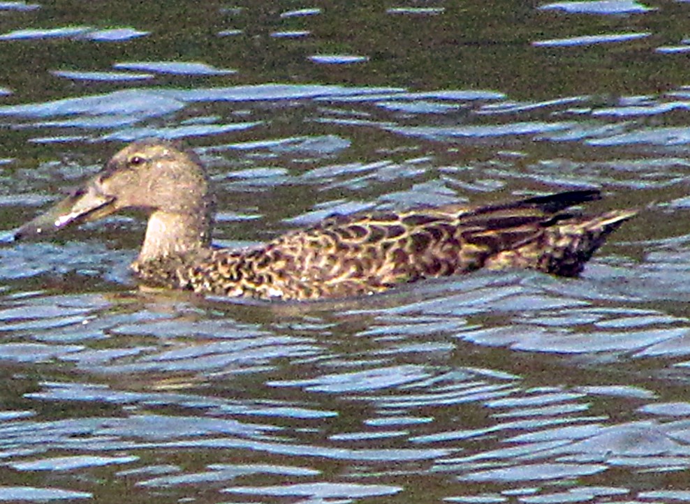 Australasian Shoveler - ML645701820