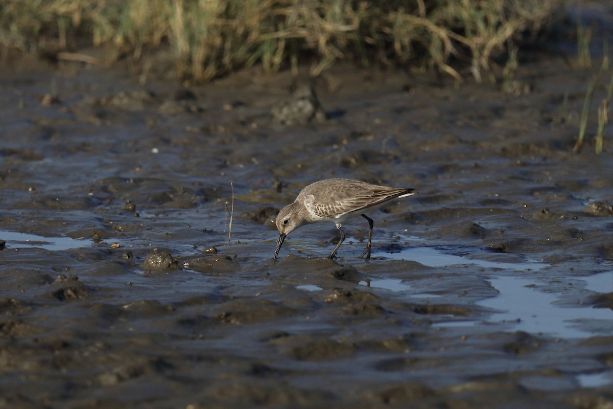 Dunlin - ML645701821
