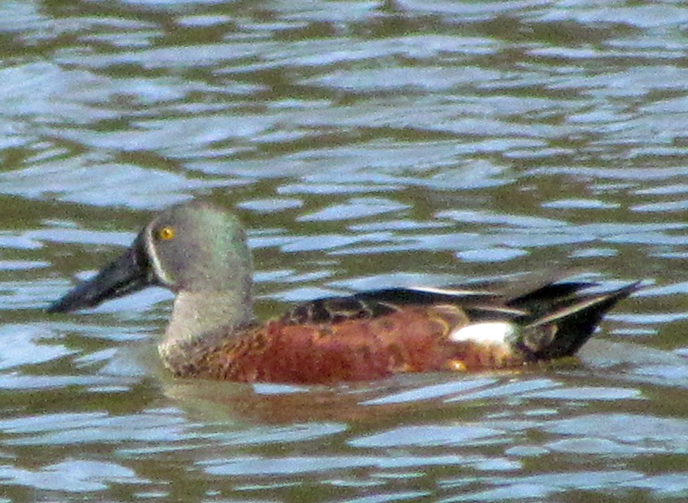 Australasian Shoveler - ML645701822
