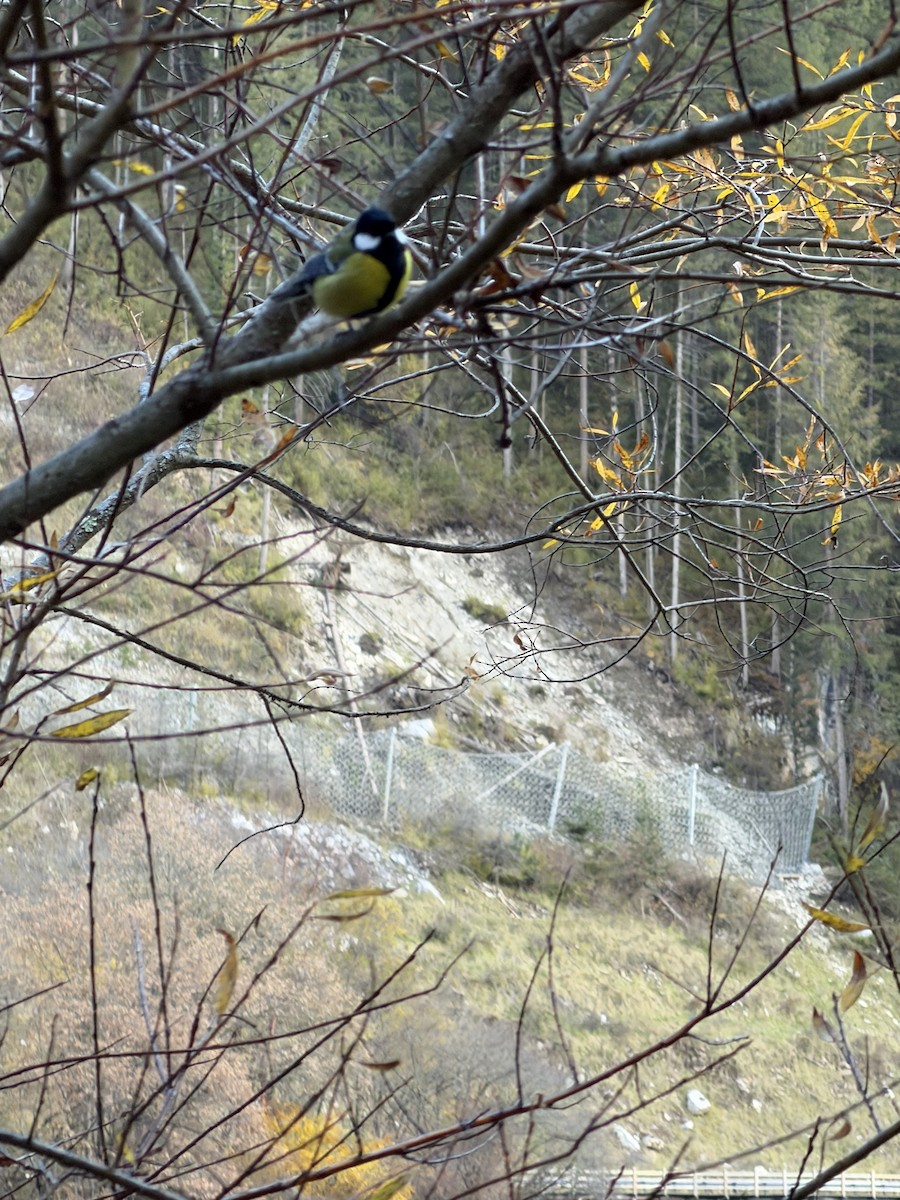 Green-backed Tit - ML645701824