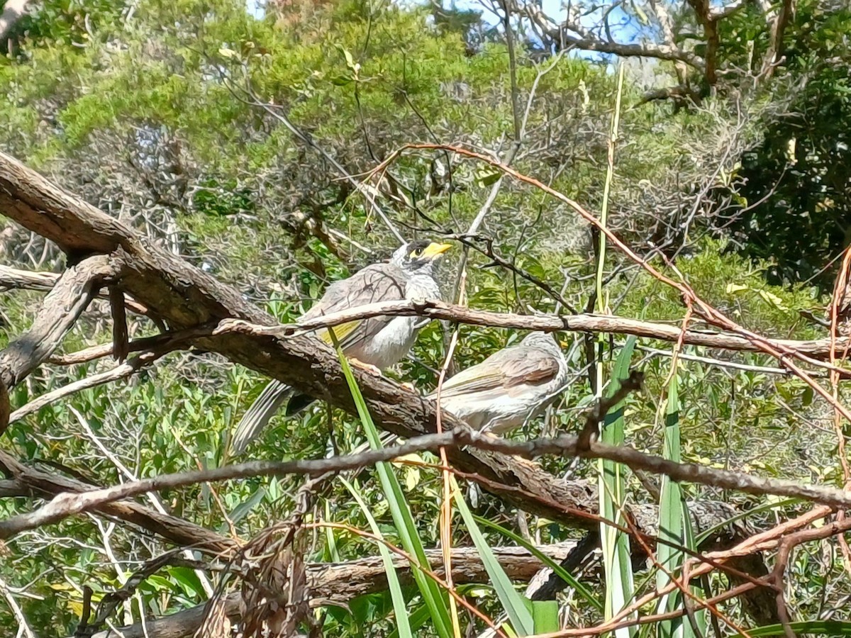 Noisy Miner - ML645701828