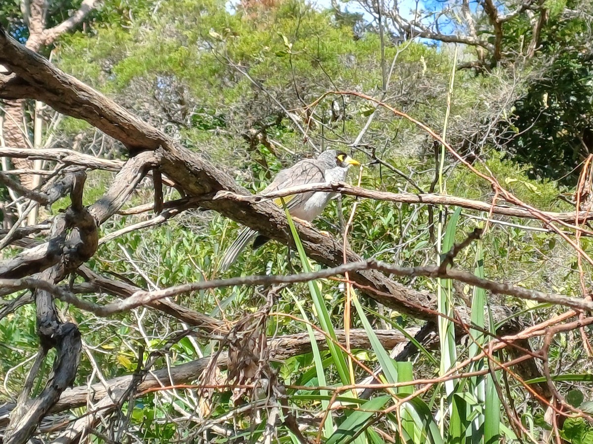 Noisy Miner - ML645701831