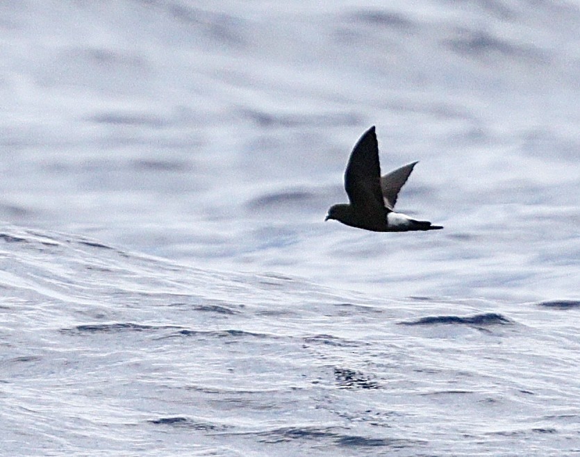 Wilson's Storm-Petrel - ML645701833