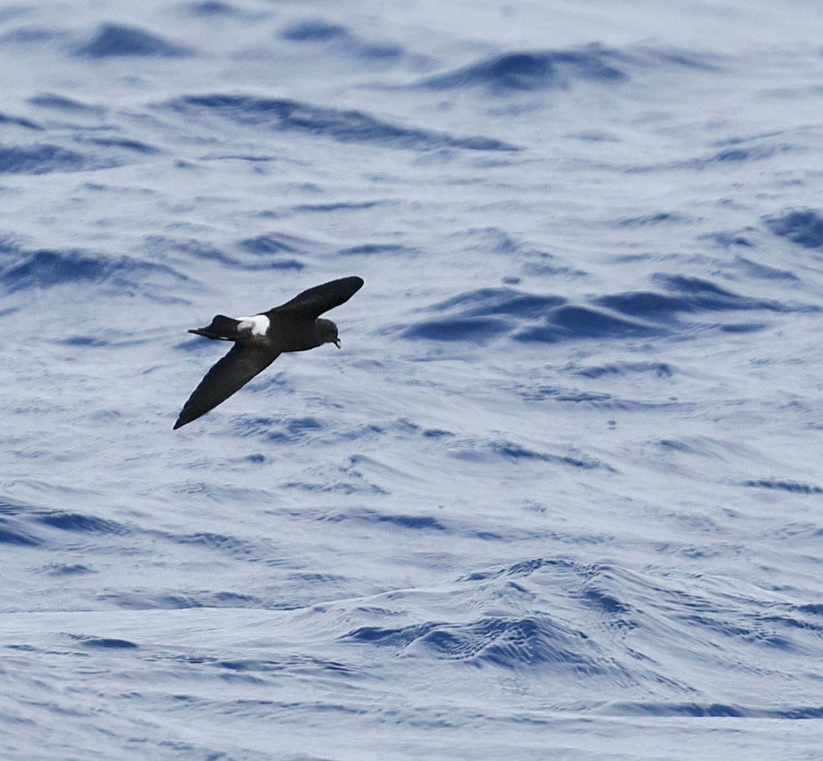 Wilson's Storm-Petrel - ML645701834