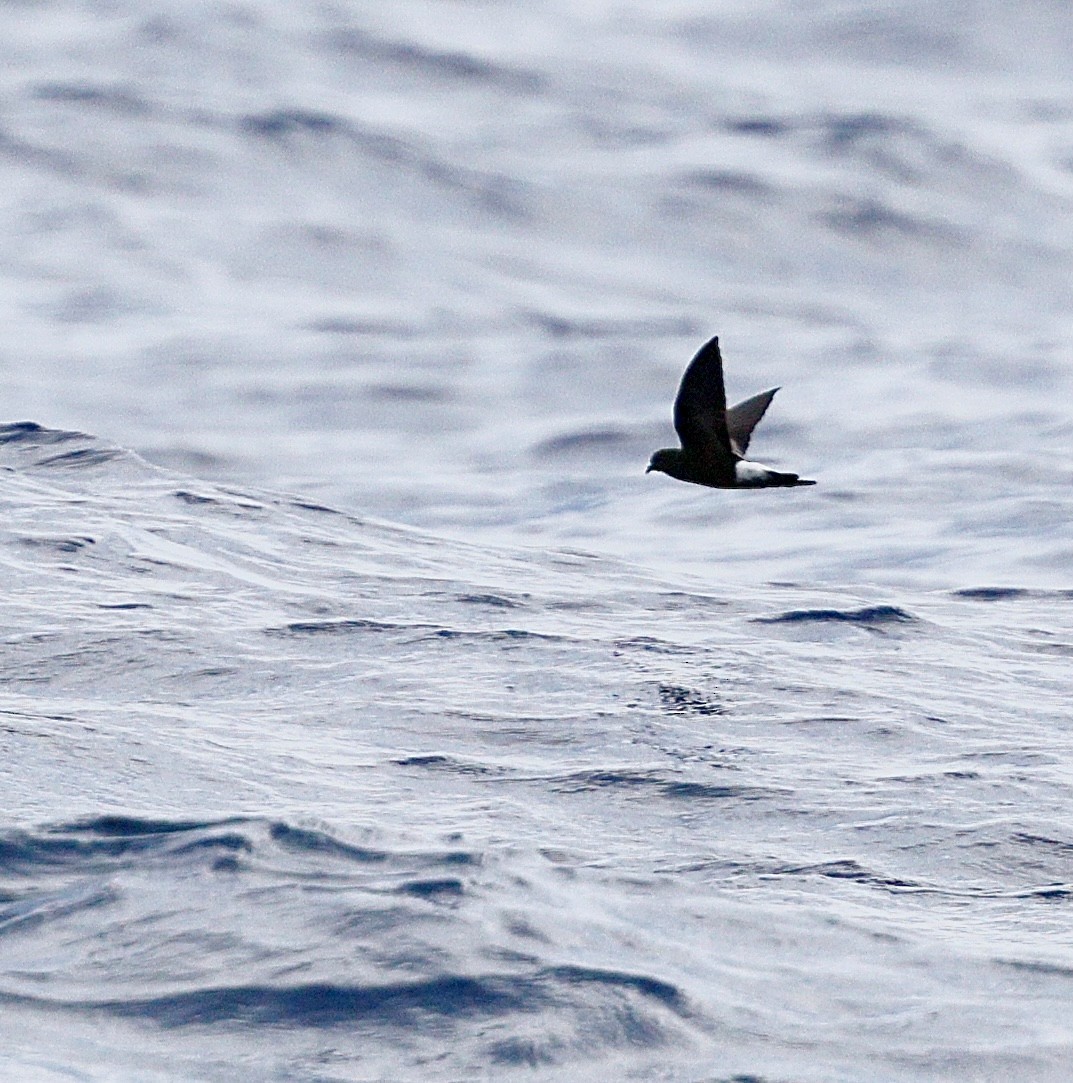 Wilson's Storm-Petrel - ML645701835