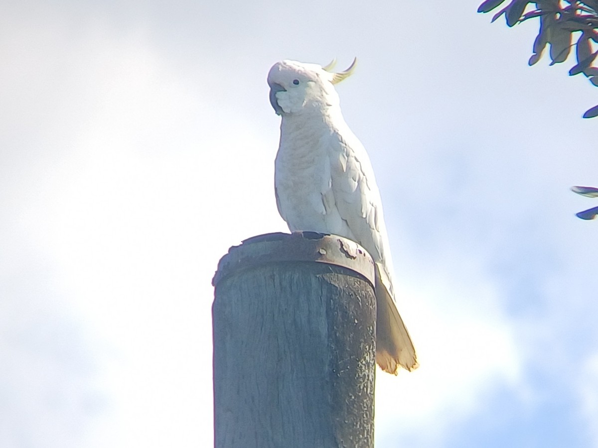 Sulphur-crested Cockatoo - ML645701836