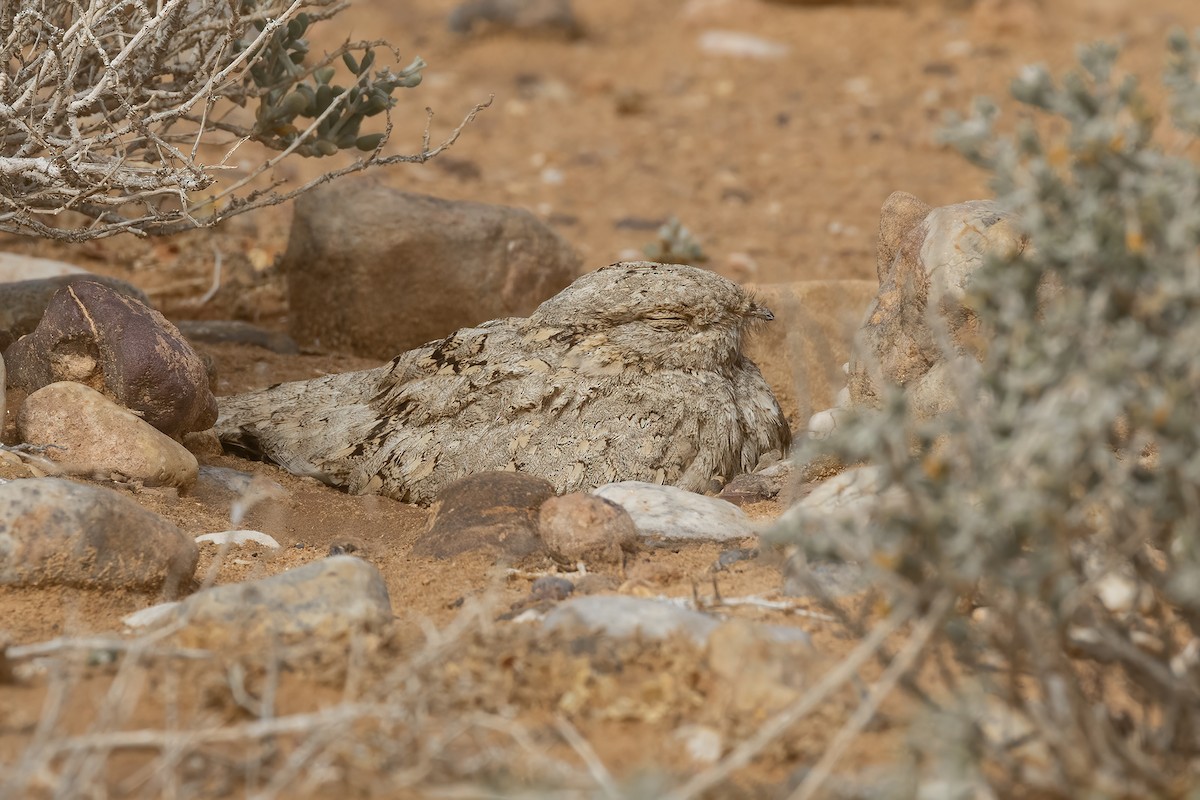 Egyptian Nightjar - ML645701839