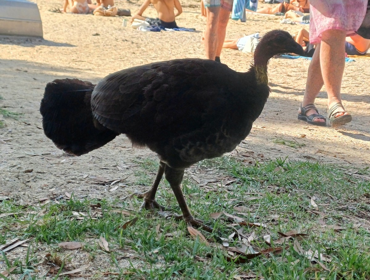 Australian Brushturkey - ML645701849
