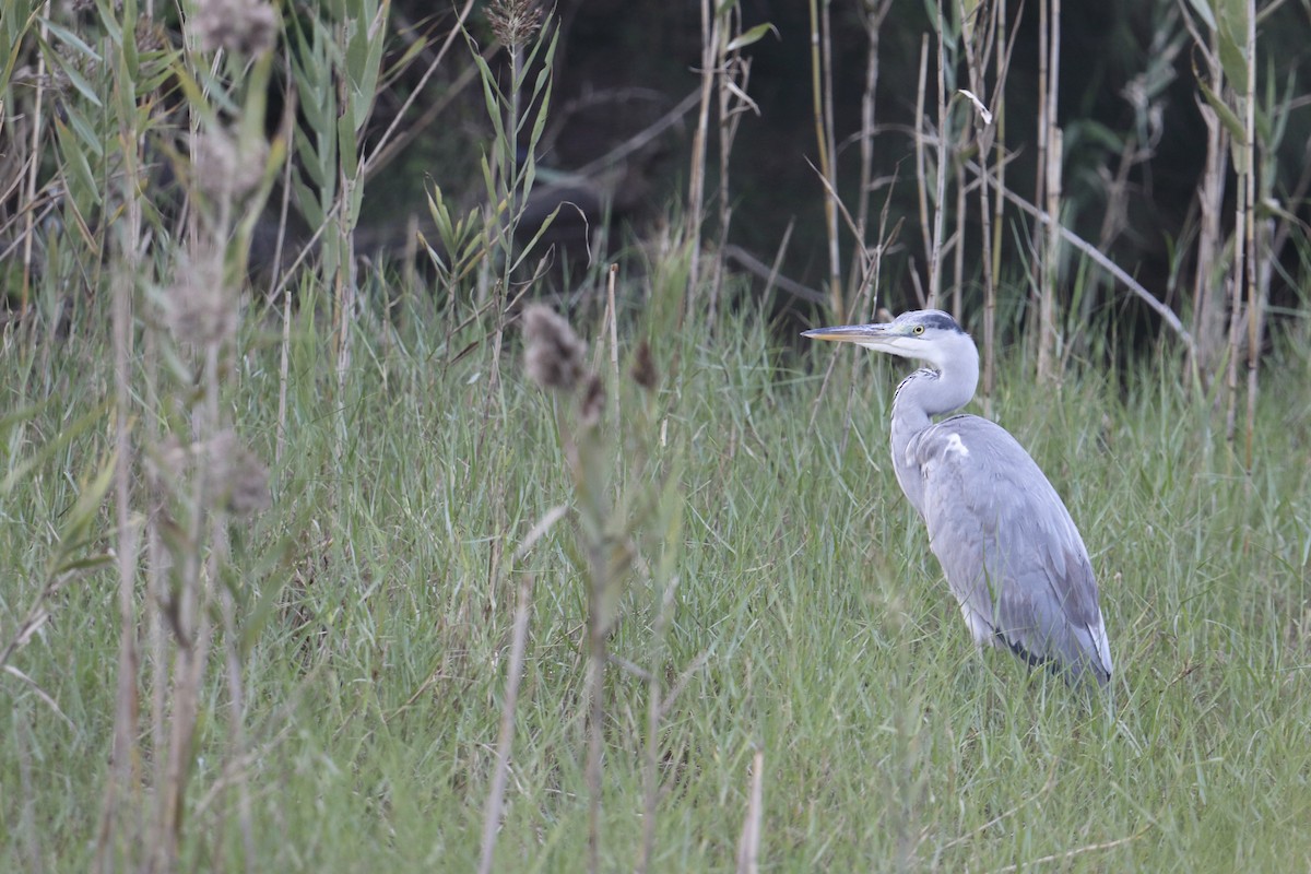 Gray Heron - ML645701850