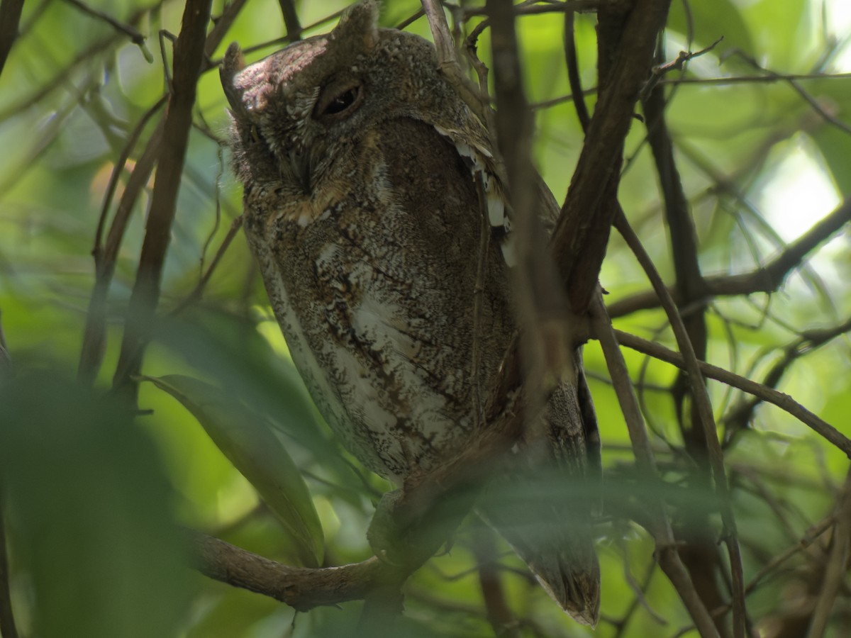 Oriental Scops-Owl - ML645701851
