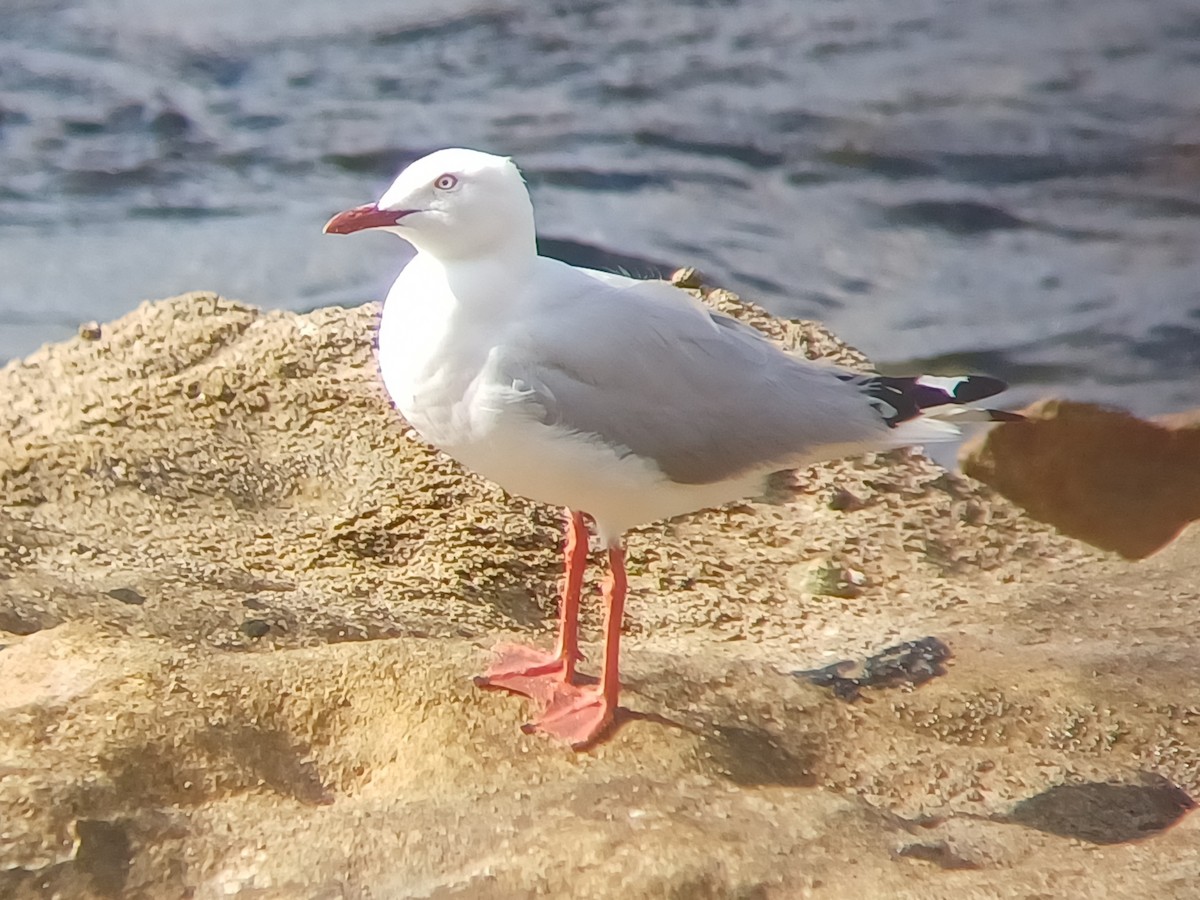 Silver Gull - ML645701852