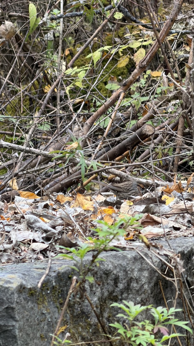 Rufous-breasted Accentor - ML645701856