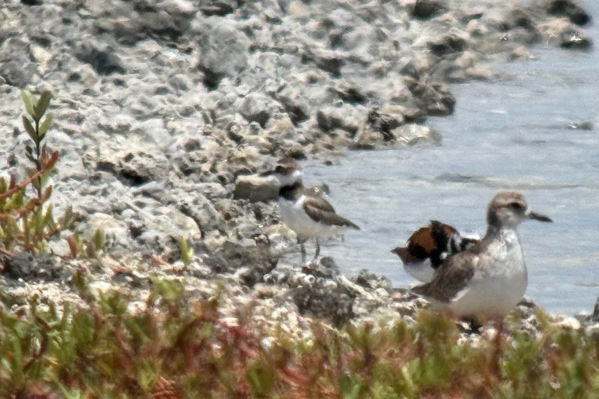 Wilson's Plover - ML645701857