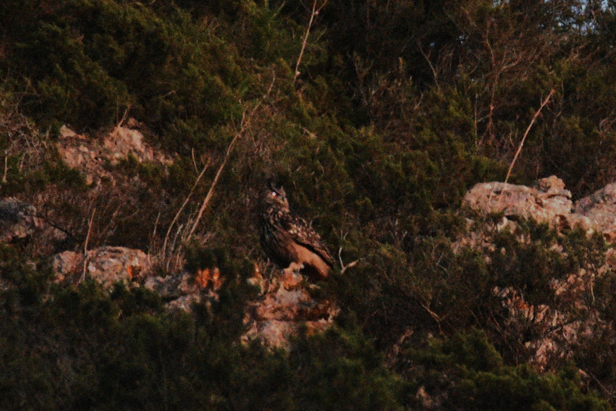 Eurasian Eagle-Owl - ML645701858