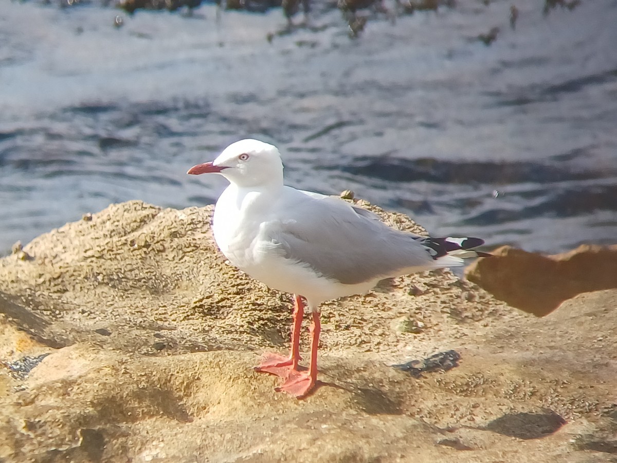 Silver Gull - ML645701859