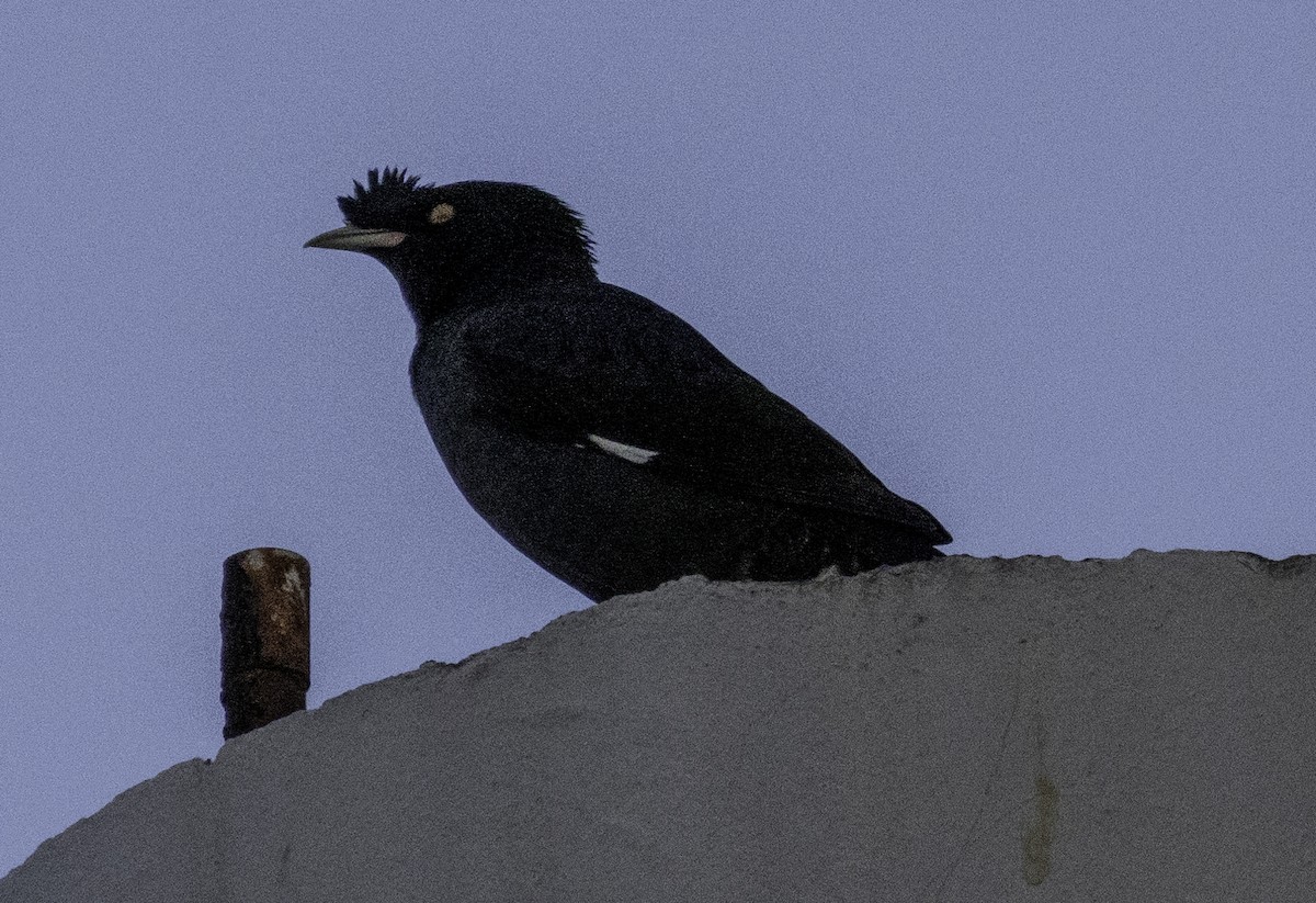 Crested Myna - ML645701862