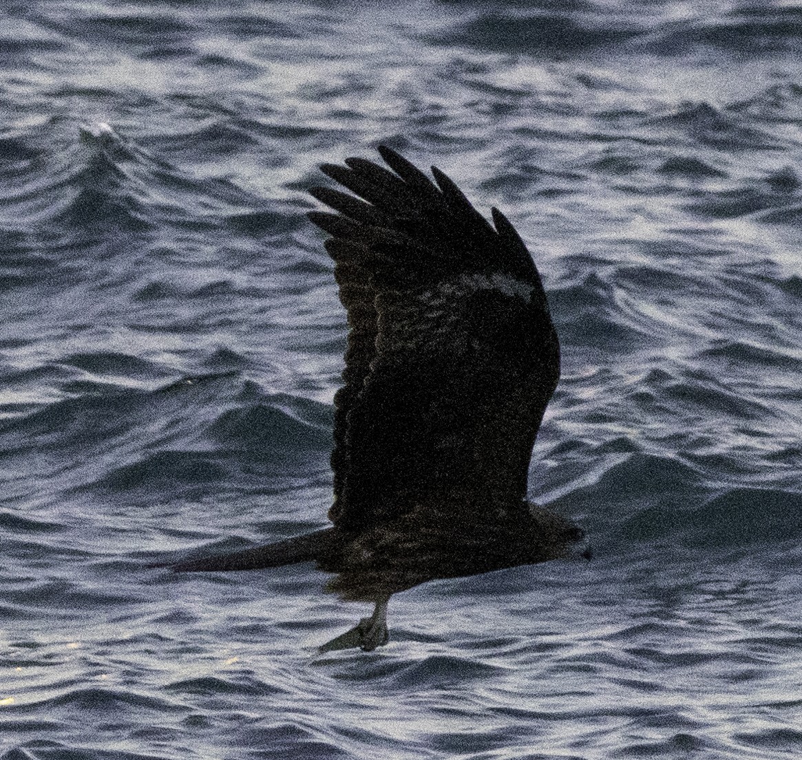 Nibbio bruno - ML645701866