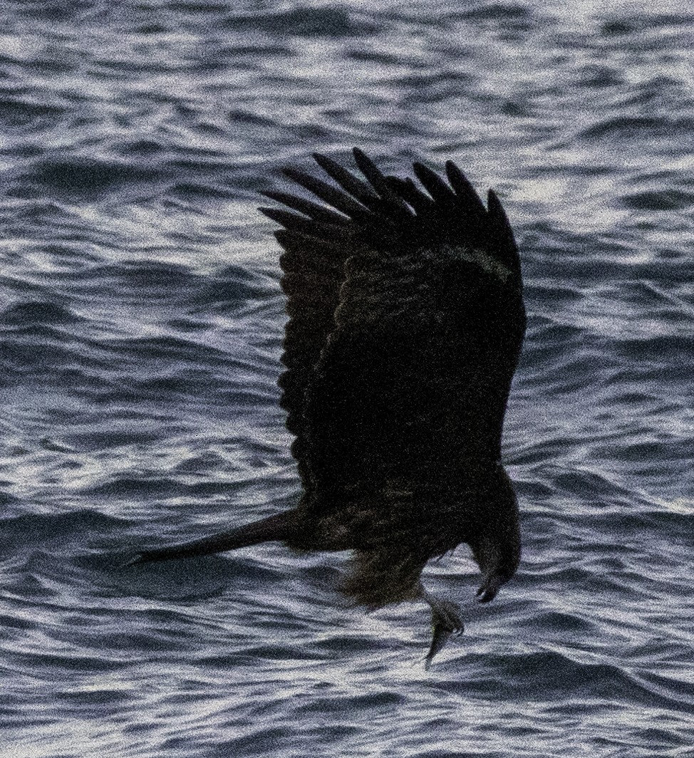 Nibbio bruno - ML645701867