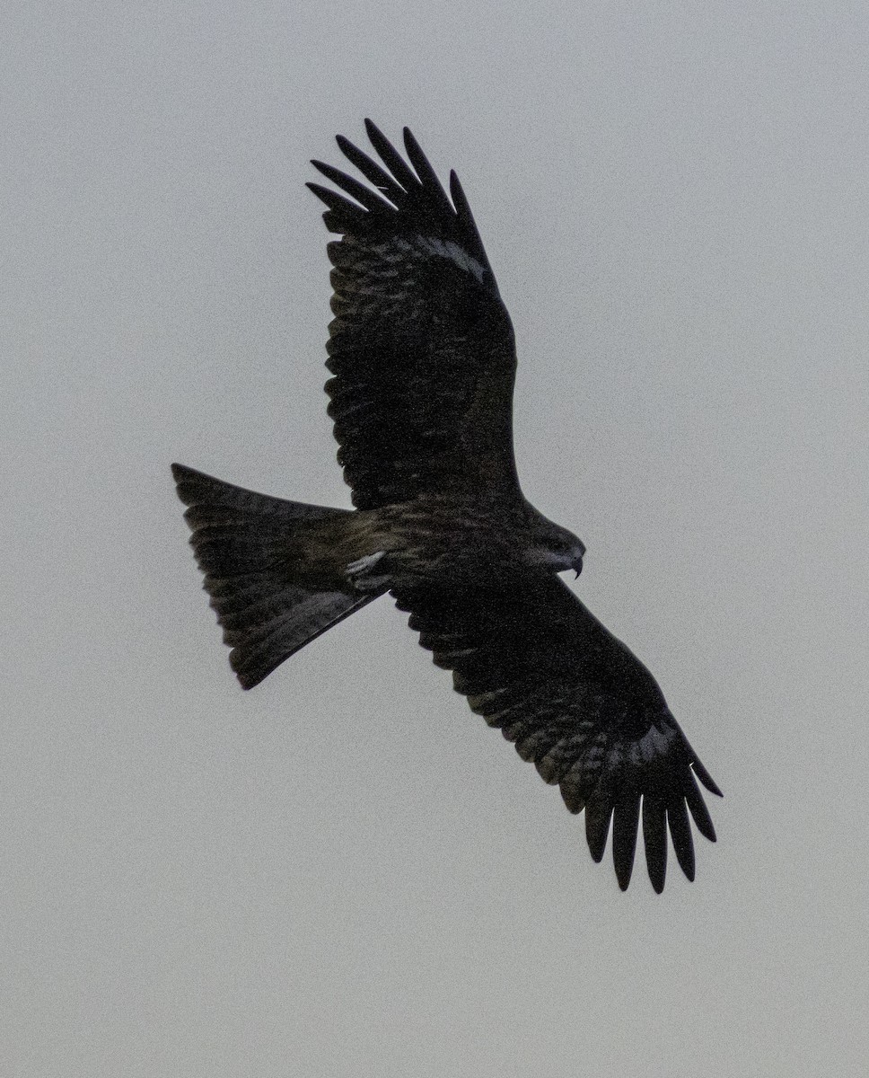 Nibbio bruno - ML645701868