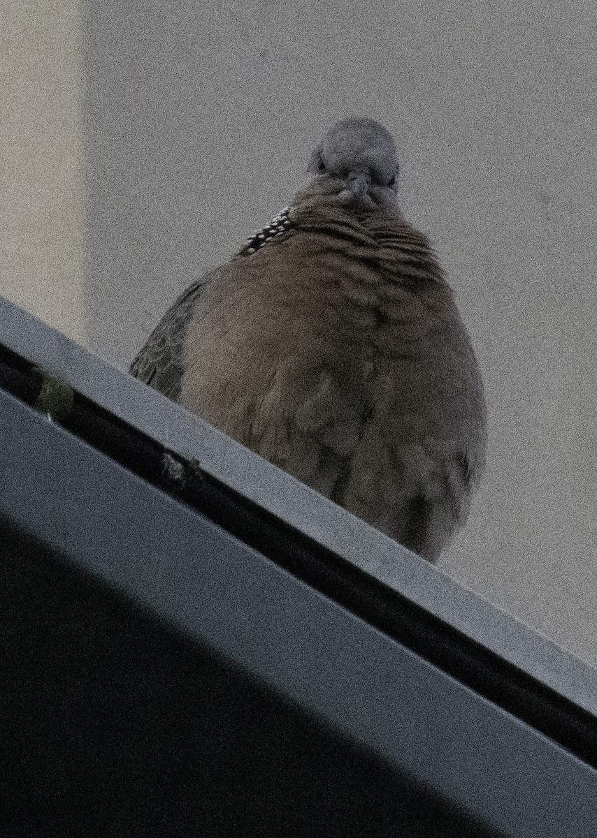 Spotted Dove - ML645701869