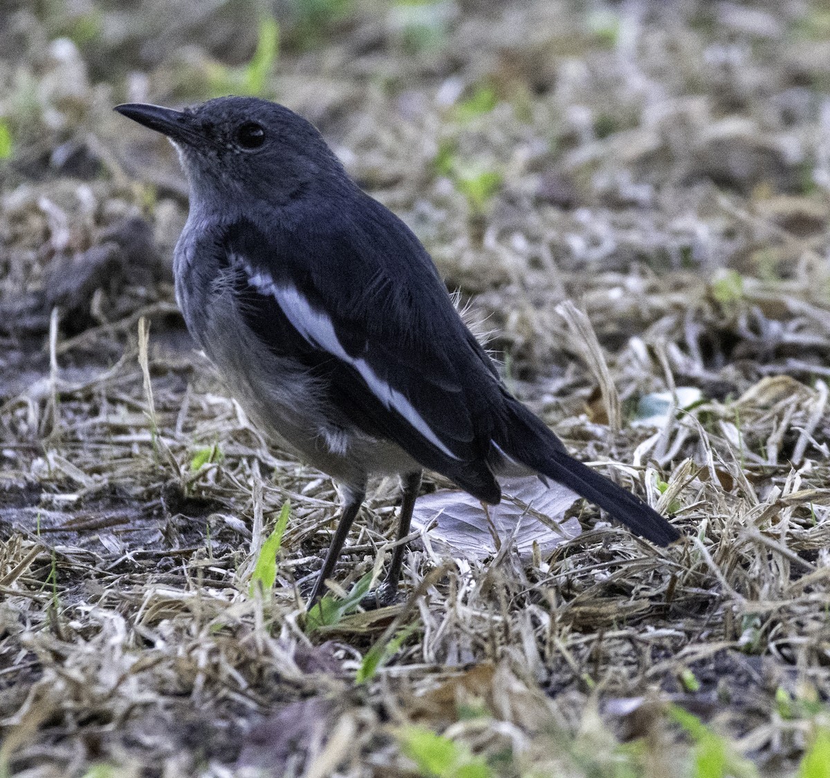 Oriental Magpie-Robin - ML645701871