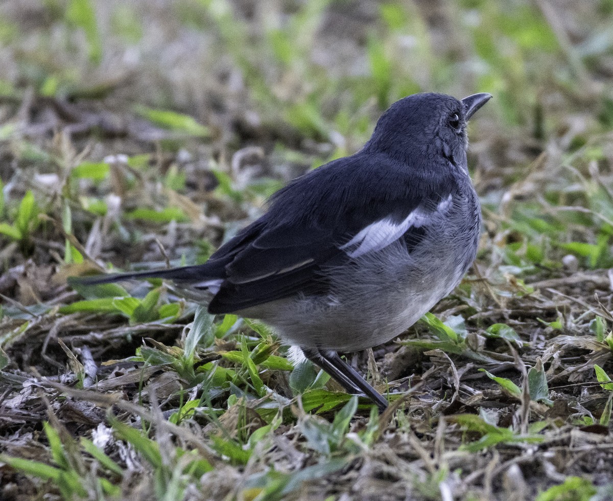 Oriental Magpie-Robin - ML645701872