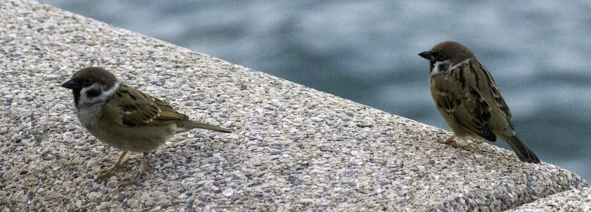 Passera mattugia - ML645701874