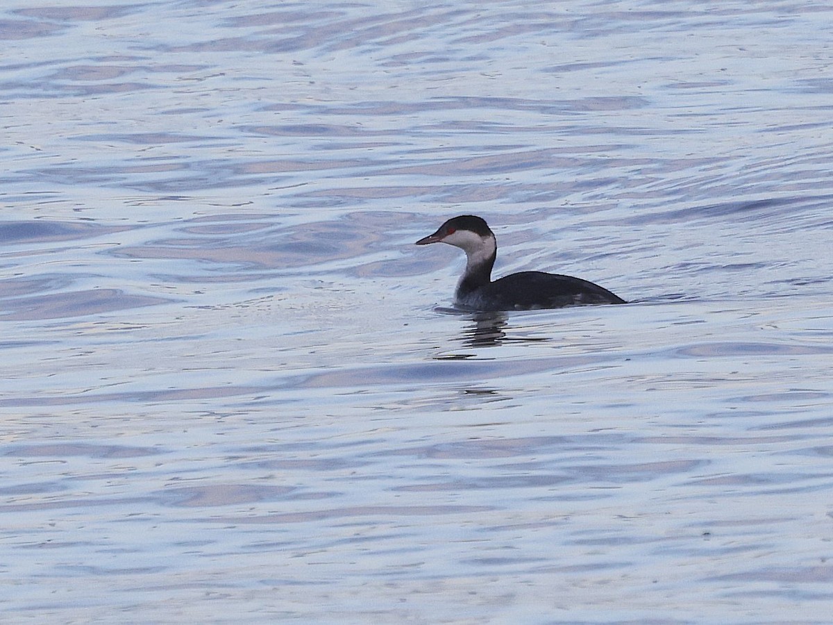 Horned Grebe - ML645701882