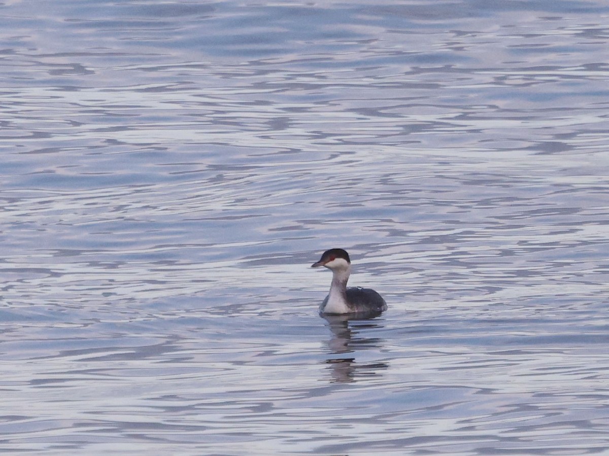 Horned Grebe - ML645701883
