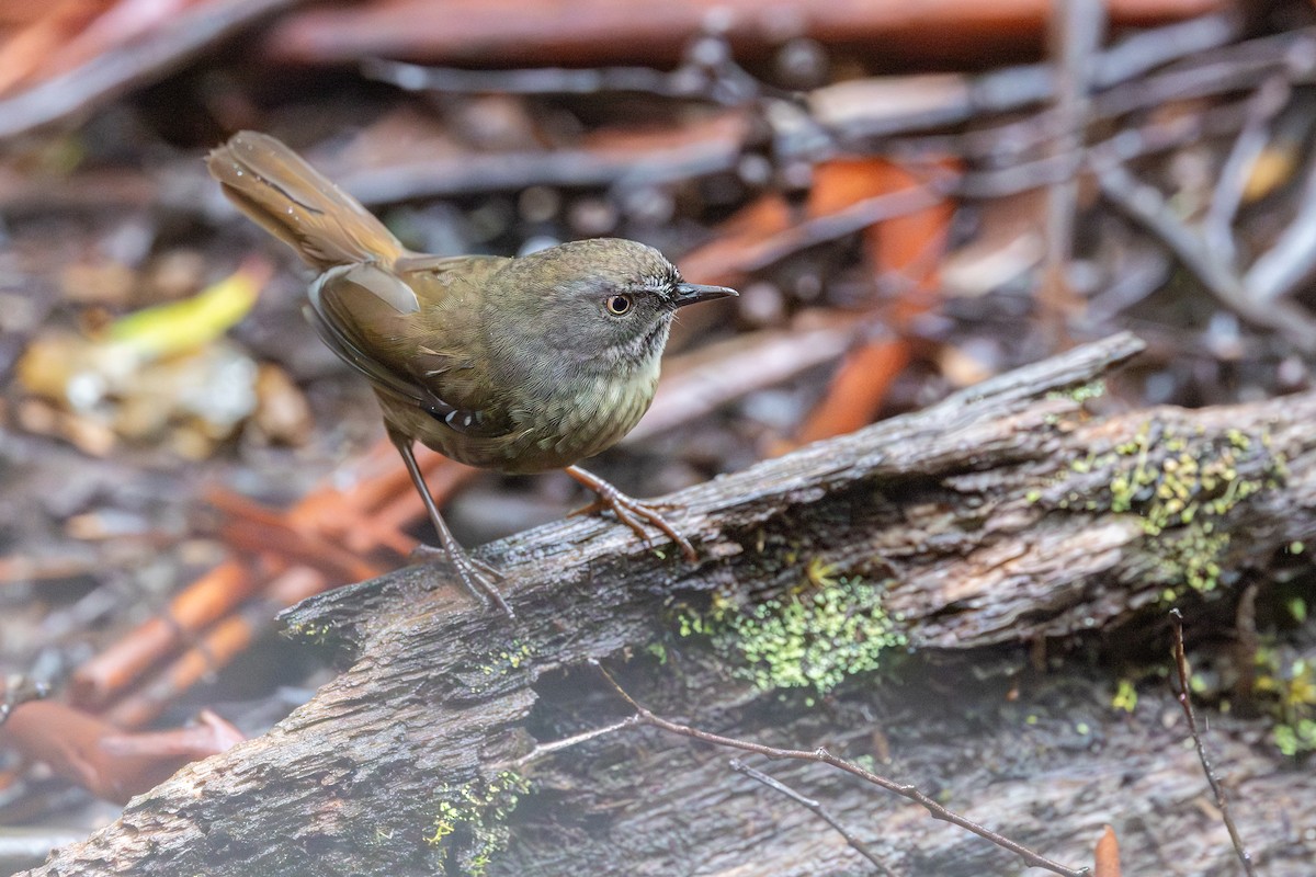 Tasmanian Scrubwren - ML645701884