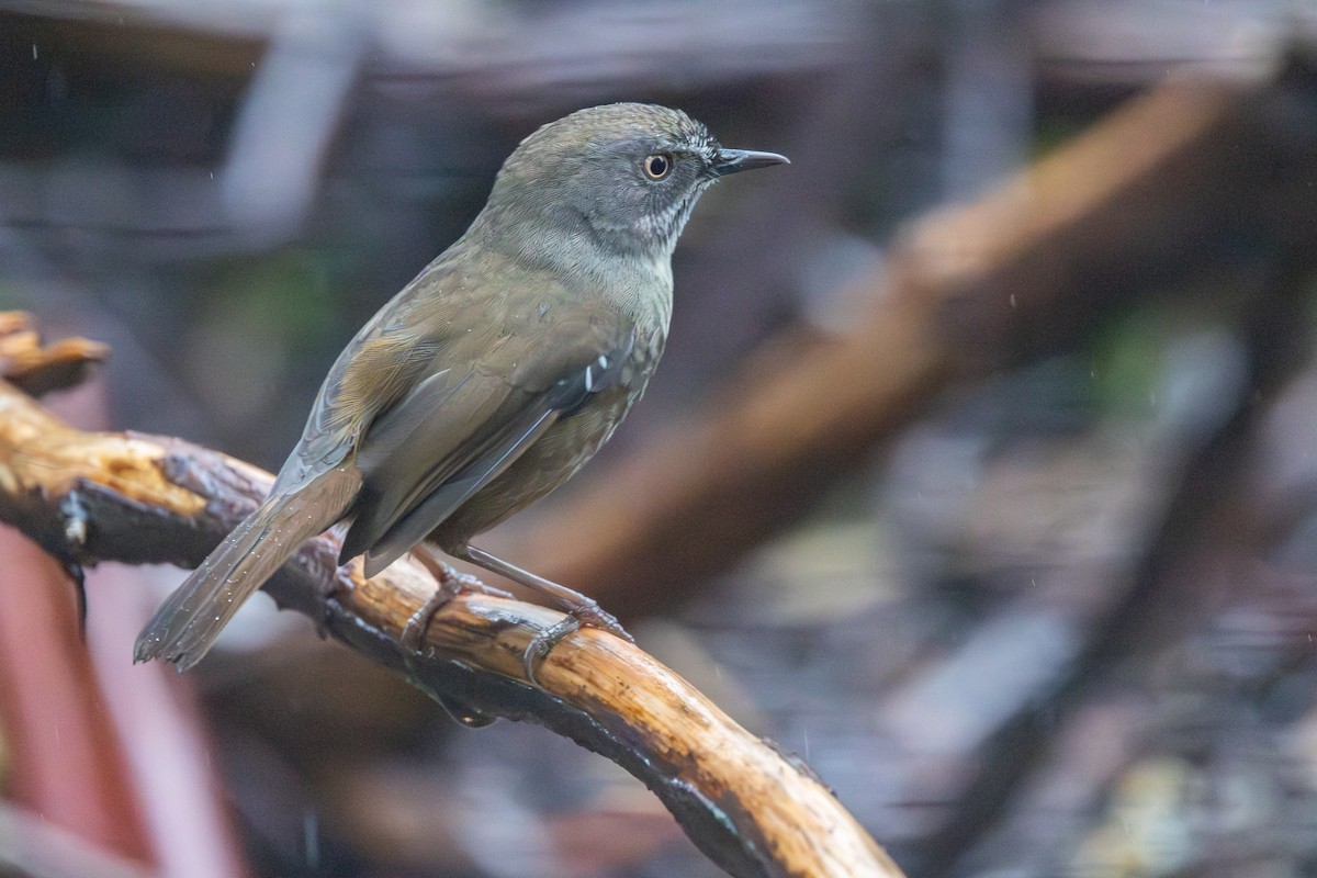 Tasmanian Scrubwren - ML645701885