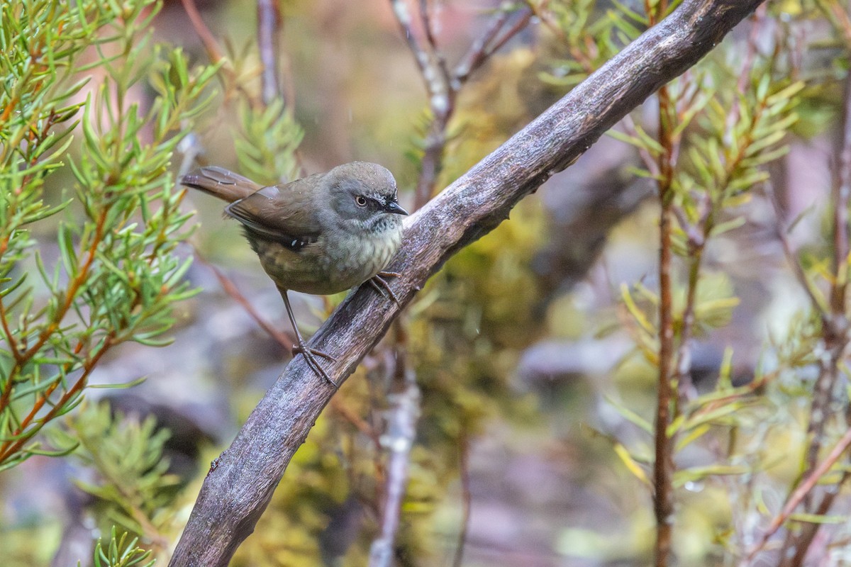 Tasmanian Scrubwren - ML645701886