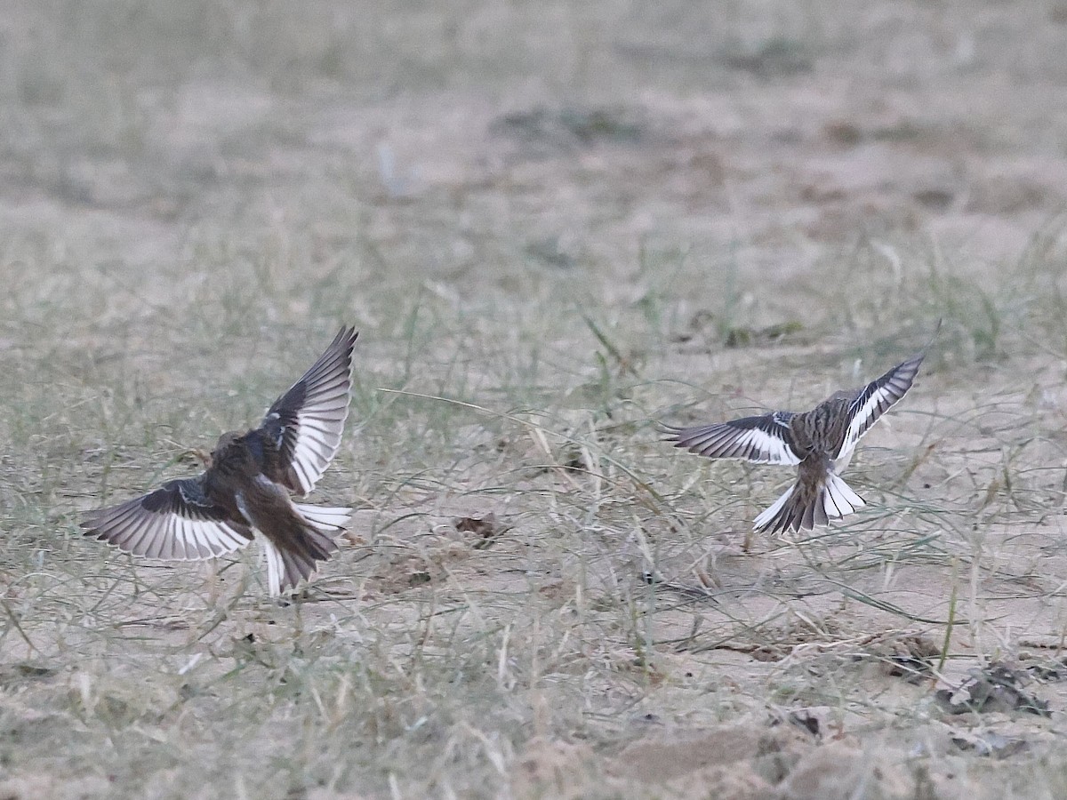 Snow Bunting - ML645701894