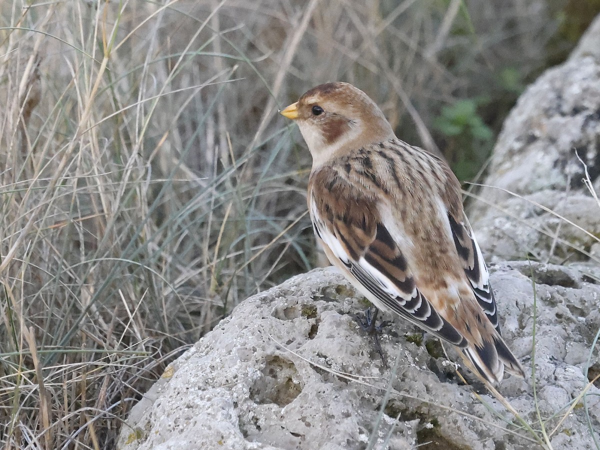 Snow Bunting - ML645701895