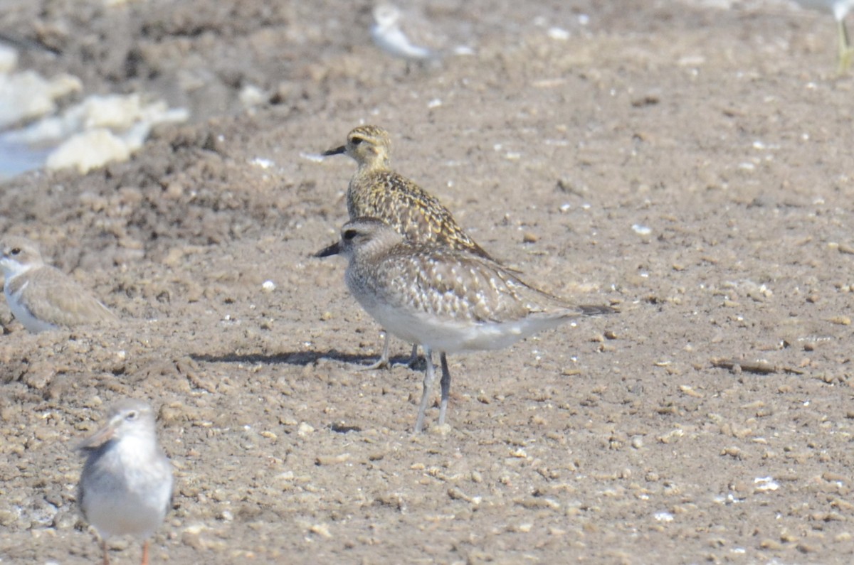 Chorlito Gris - ML645701901