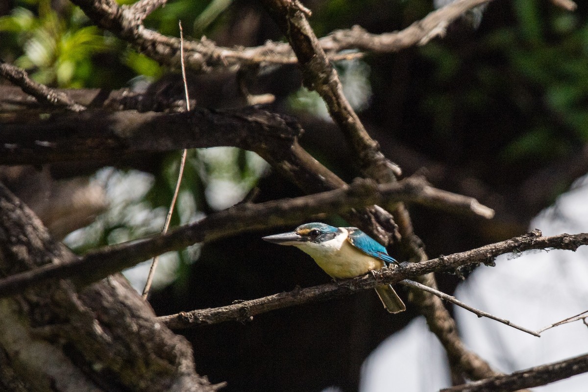 ledňáček posvátný - ML645701913