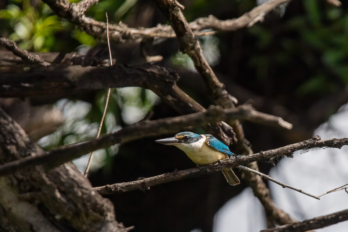 ledňáček posvátný - ML645701914