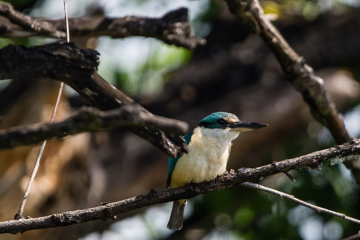 ledňáček posvátný - ML645701915