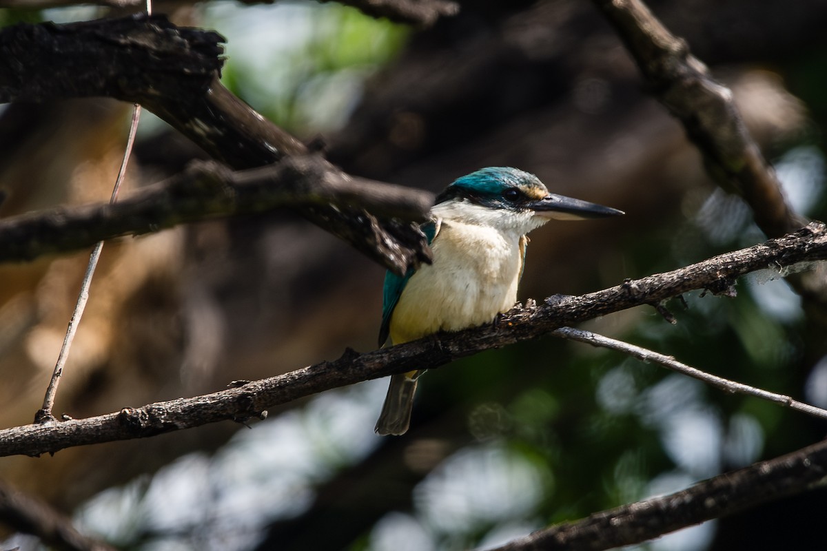 ledňáček posvátný - ML645701916