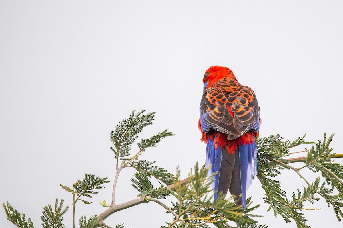 rosela Pennantova - ML645701920