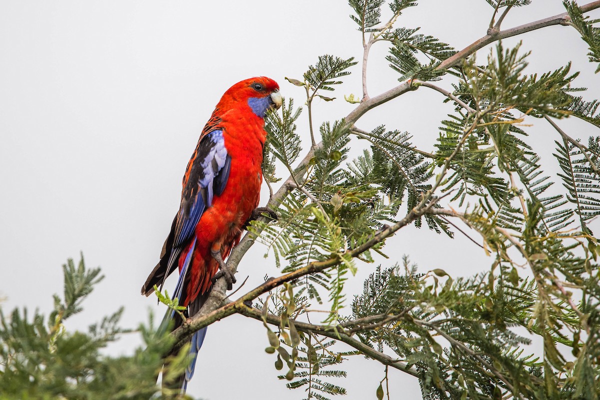 rosela Pennantova - ML645701921