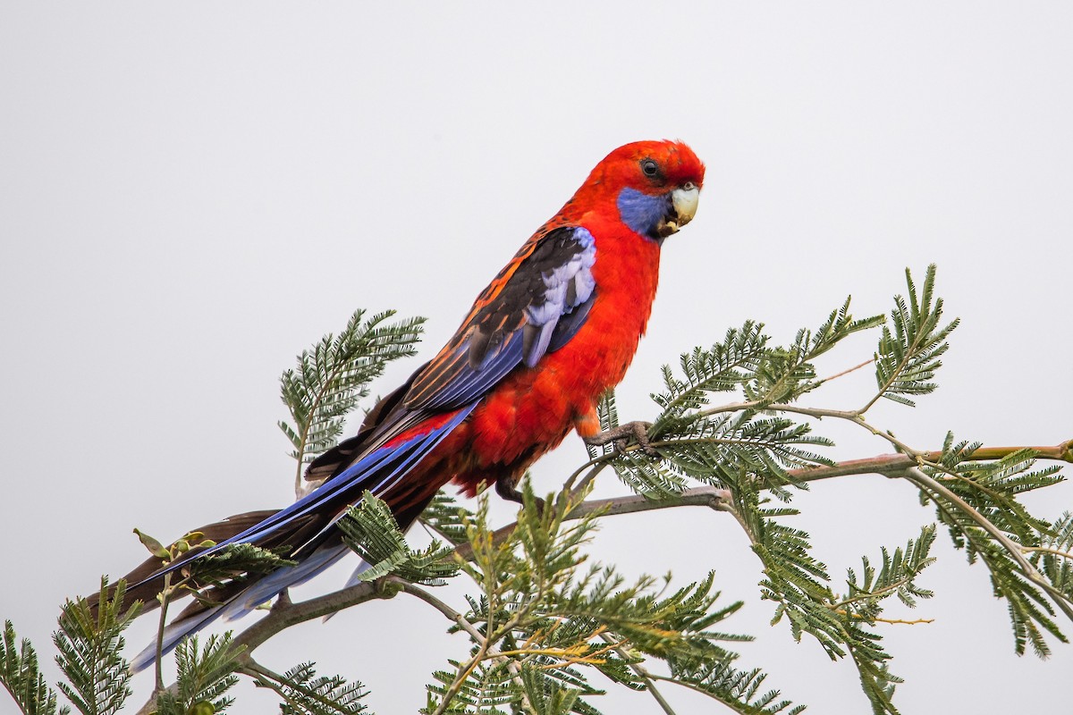 rosela Pennantova - ML645701922