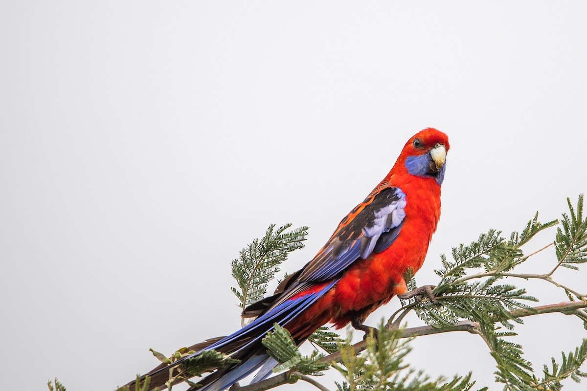 rosela Pennantova - ML645701923