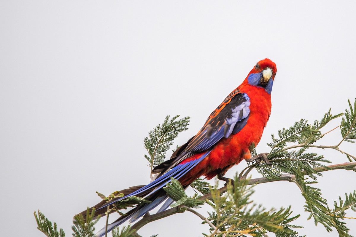 rosela Pennantova - ML645701924