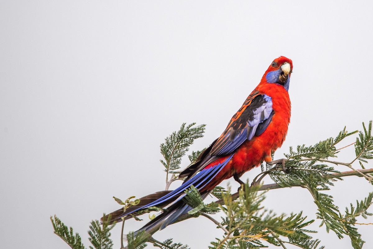 rosela Pennantova - ML645701925